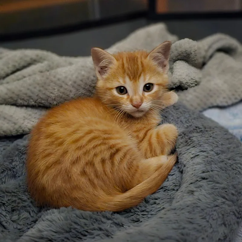 A baby medium-sized male Tabby (Orange / Red) Domestic Short Hair cat named Dixie Boy for adoption in Toledo, OH