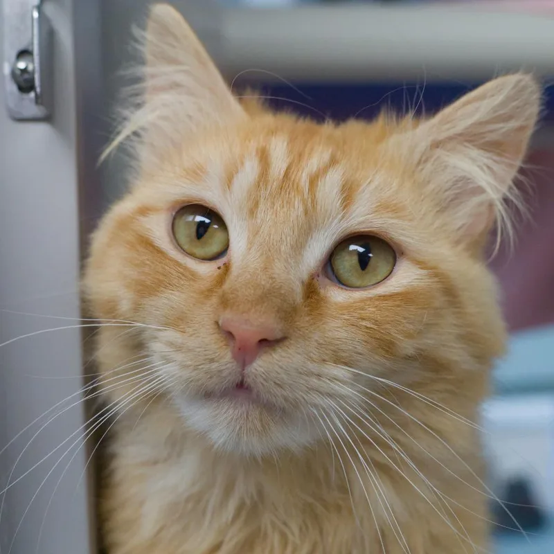 A young medium-sized male Domestic Long Hair cat named Fluffigus for adoption in Shoreline, WA