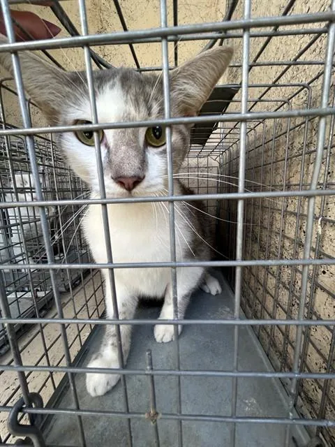 A young medium-sized male Domestic Short Hair cat named Bo for adoption in Oklahoma City, OK