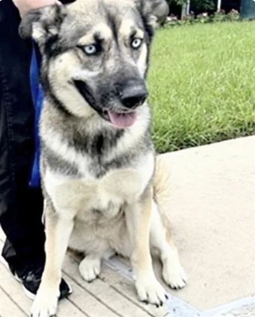 A young medium-sized female German Shepherd Dog dog named Luna for adoption in Houston, TX