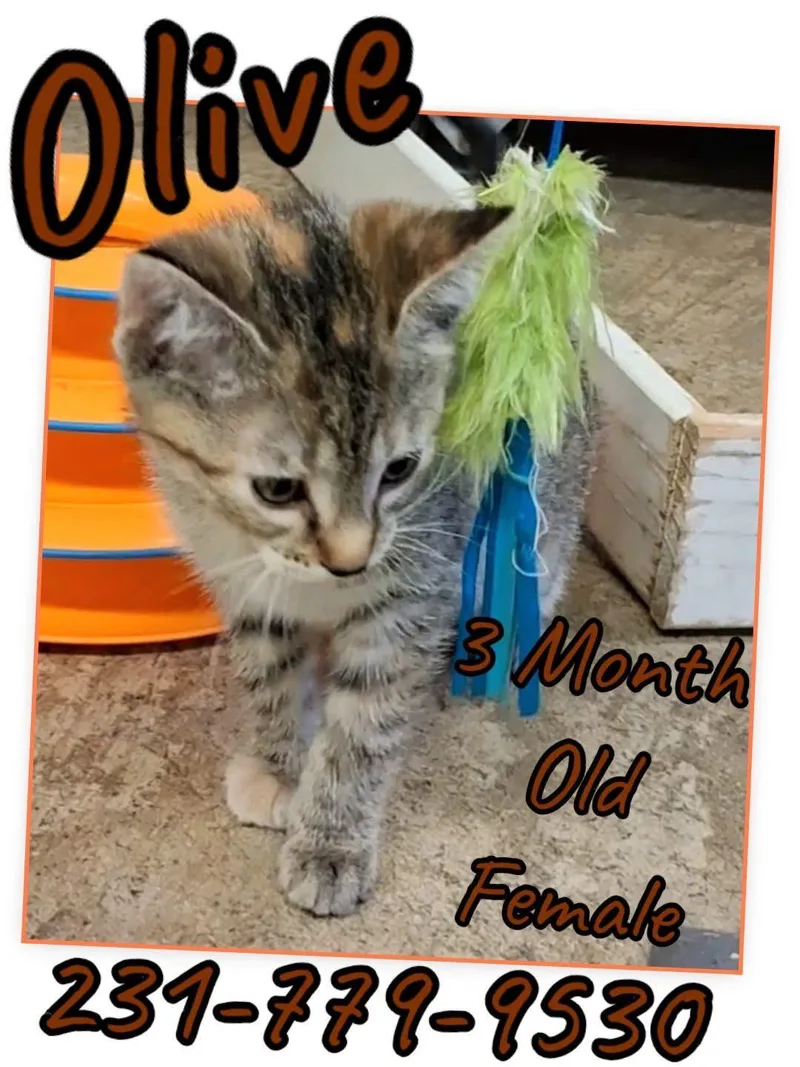 A baby medium-sized female Domestic Short Hair cat named Olive for adoption in Cadillac, MI
