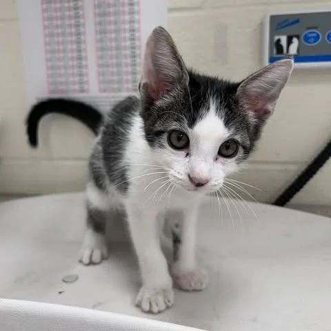 A baby small-sized female Black Domestic Short Hair cat named Star for adoption in Bastrop, TX