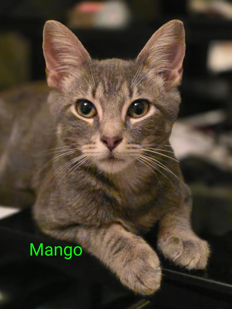 A baby medium-sized male Tabby (Gray / Blue / Silver) Domestic Short Hair cat named Mango for adoption in Pawleys Island, SC