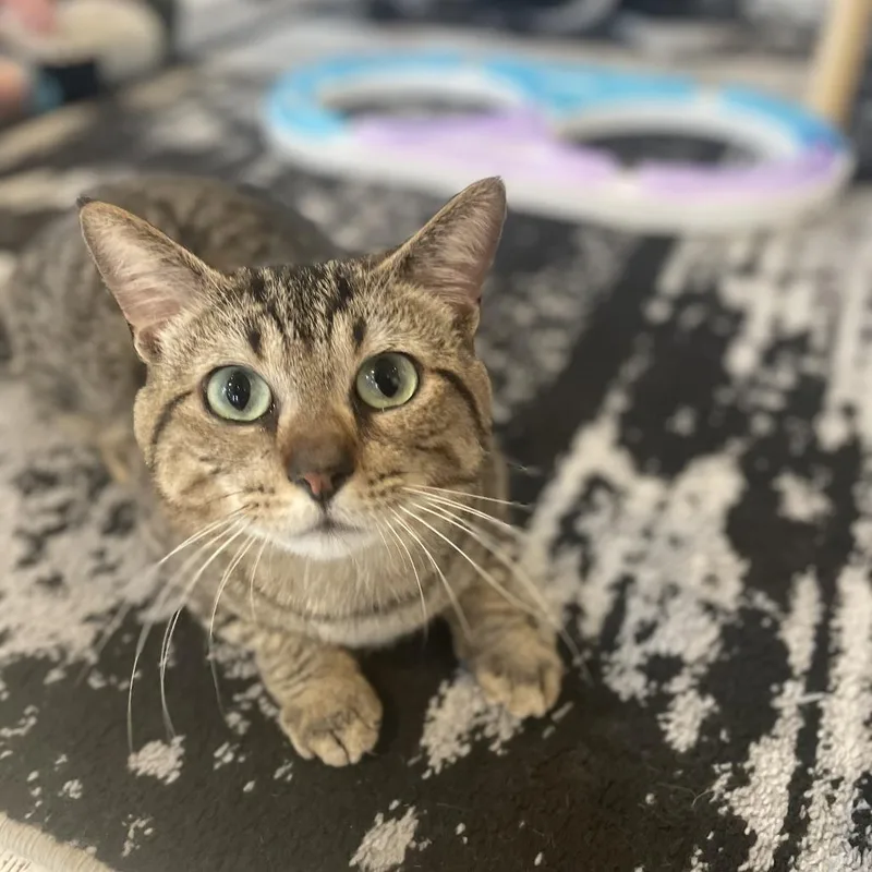 A young small-sized male Brown / Chocolate Domestic Short Hair cat named Mr. George for adoption in St. Louis, MO