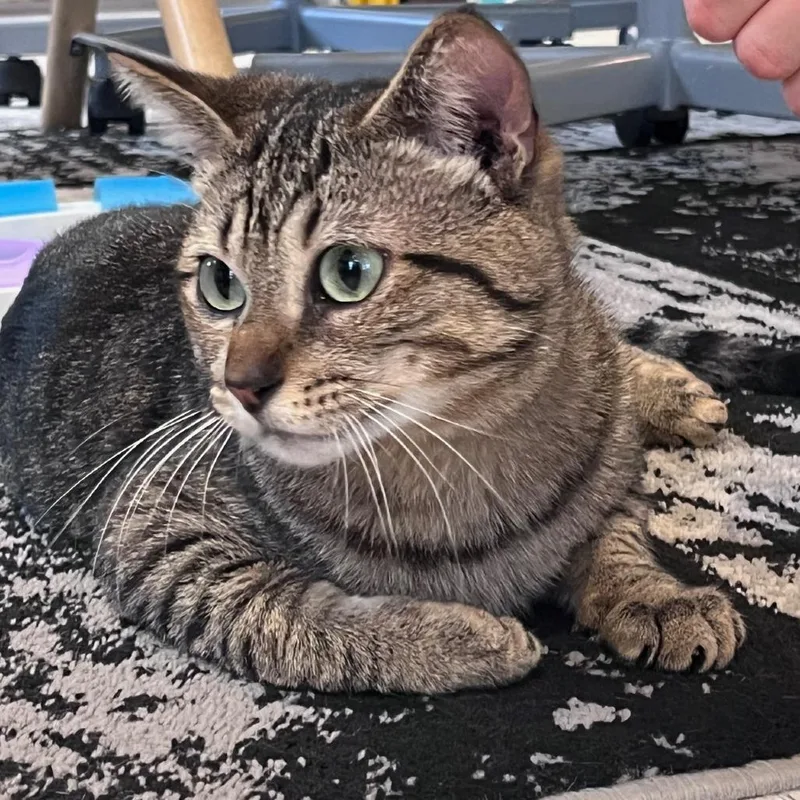 Mr. George thumbnail 2