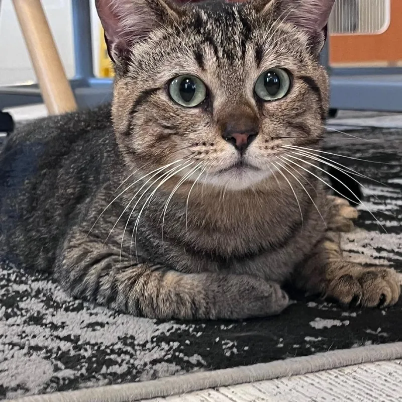 Mr. George thumbnail 4