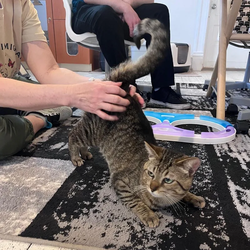 Mr. George thumbnail 5