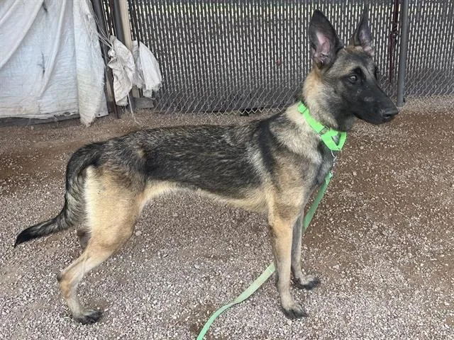 A young large-sized female Belgian Shepherd / Malinois dog named Jill for adoption in Tucson, AZ