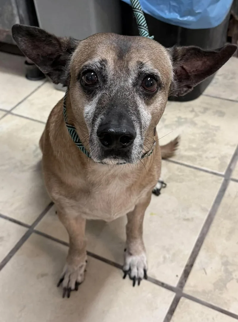 A young medium-sized male Beagle dog named Garth for adoption in El Centro, CA