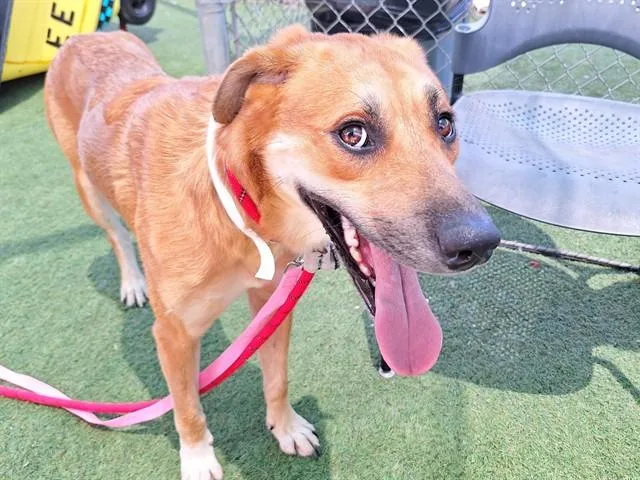A young large-sized male Labrador Retriever dog named Churro for adoption in Phoenix, AZ