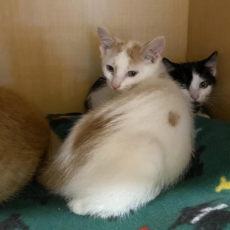 A baby small-sized male White Domestic Short Hair cat named Santiago for adoption in Washington Township, OH