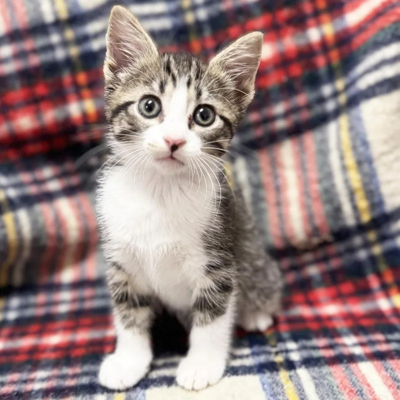 A young medium-sized female Brown / Chocolate Domestic Short Hair cat named Vicky for adoption in Mount Juliet, TN