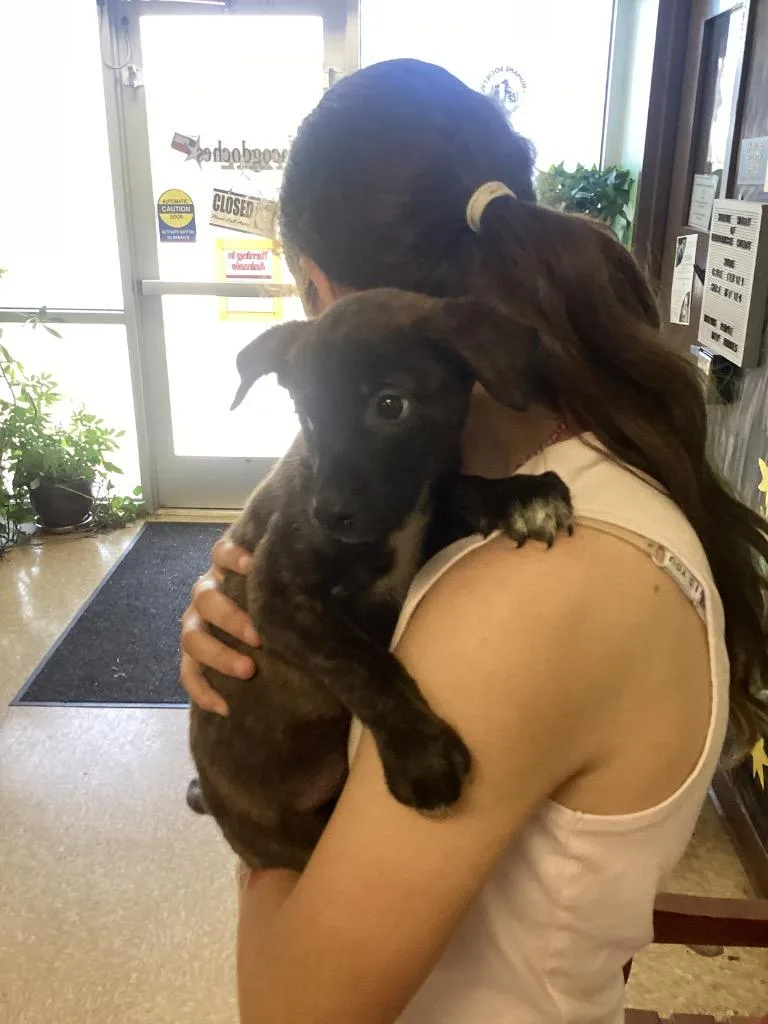 A baby medium-sized female Terrier dog named Becky for adoption in Nacogdoches, TX