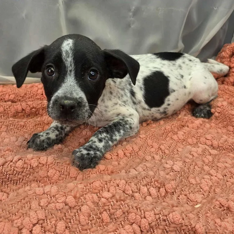 Sausage thumbnail 3