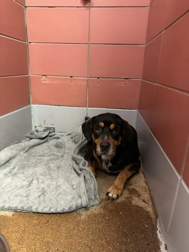 An adult medium-sized male Beagle dog named Chico for adoption in Houston, TX