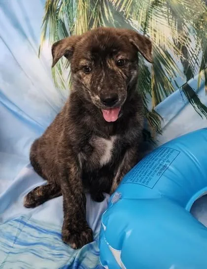 A baby large-sized male Shepherd dog named Moss for adoption in Elmira, NY