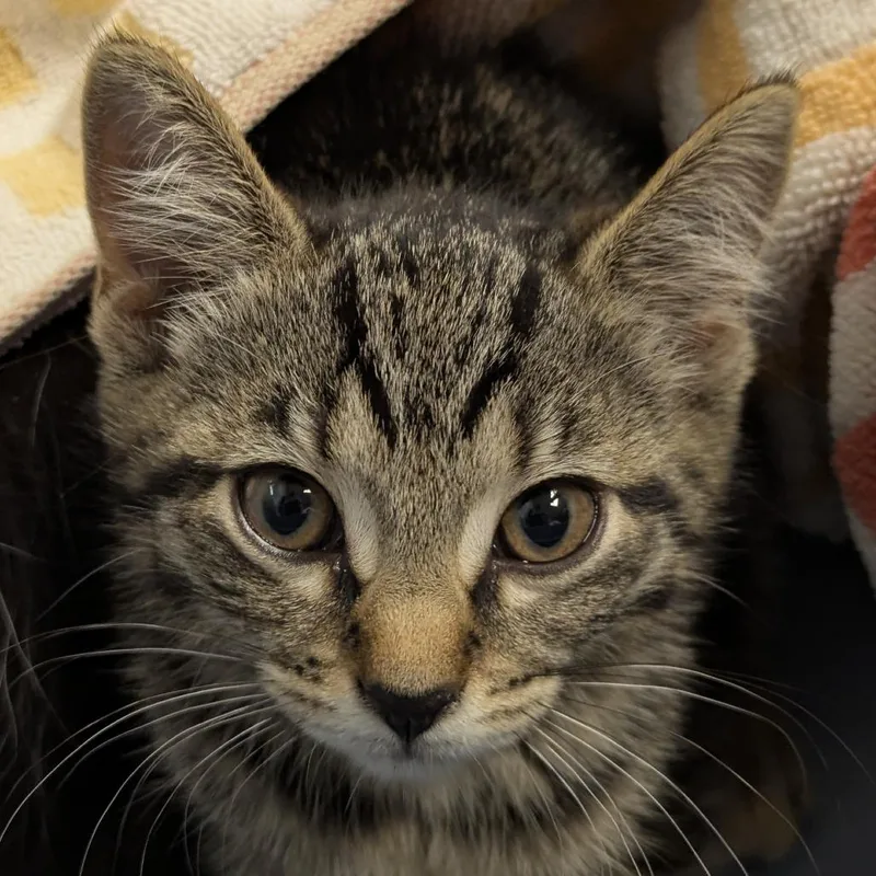 A baby small-sized female Domestic Short Hair cat named Mummy for adoption in Chicago, IL