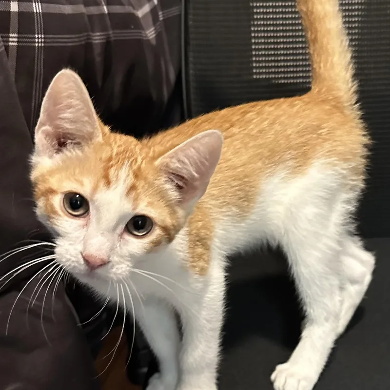 A baby small-sized male Orange & White Domestic Short Hair cat named Gimli for adoption in Renton , WA