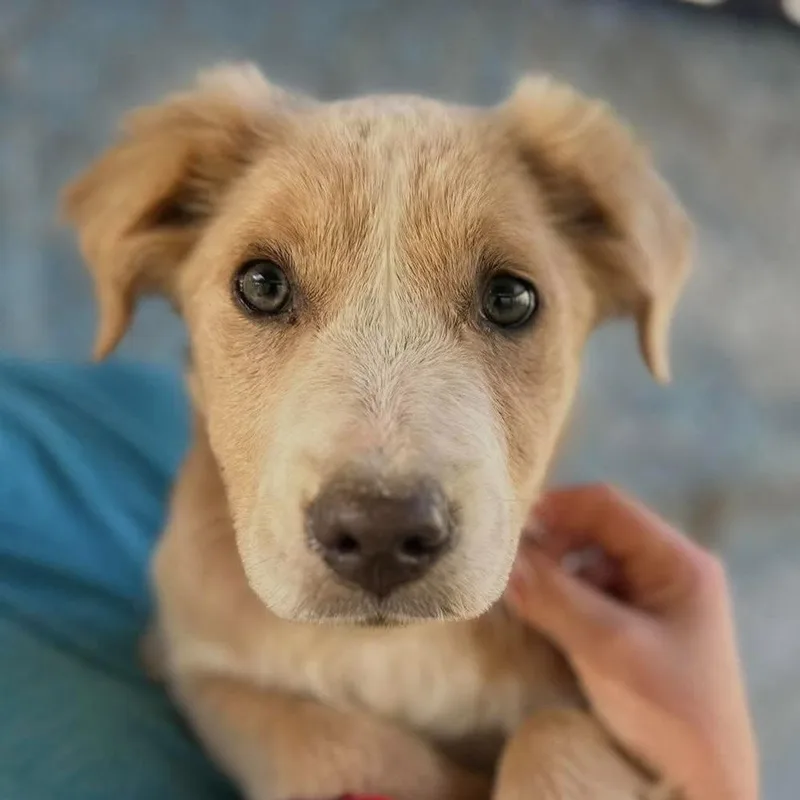 A young medium-sized female Labrador Retriever dog named Sahara for adoption in Long Island City, NY
