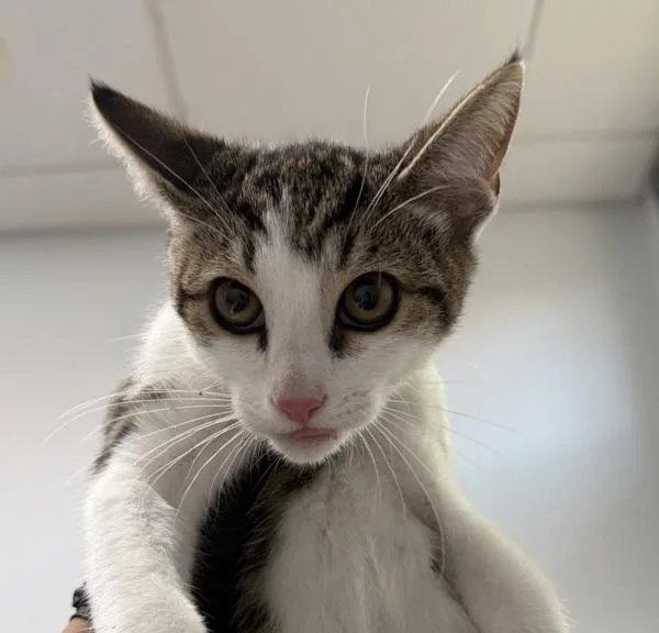 A baby small-sized male Domestic Short Hair cat named Carmel for adoption in San Diego, CA