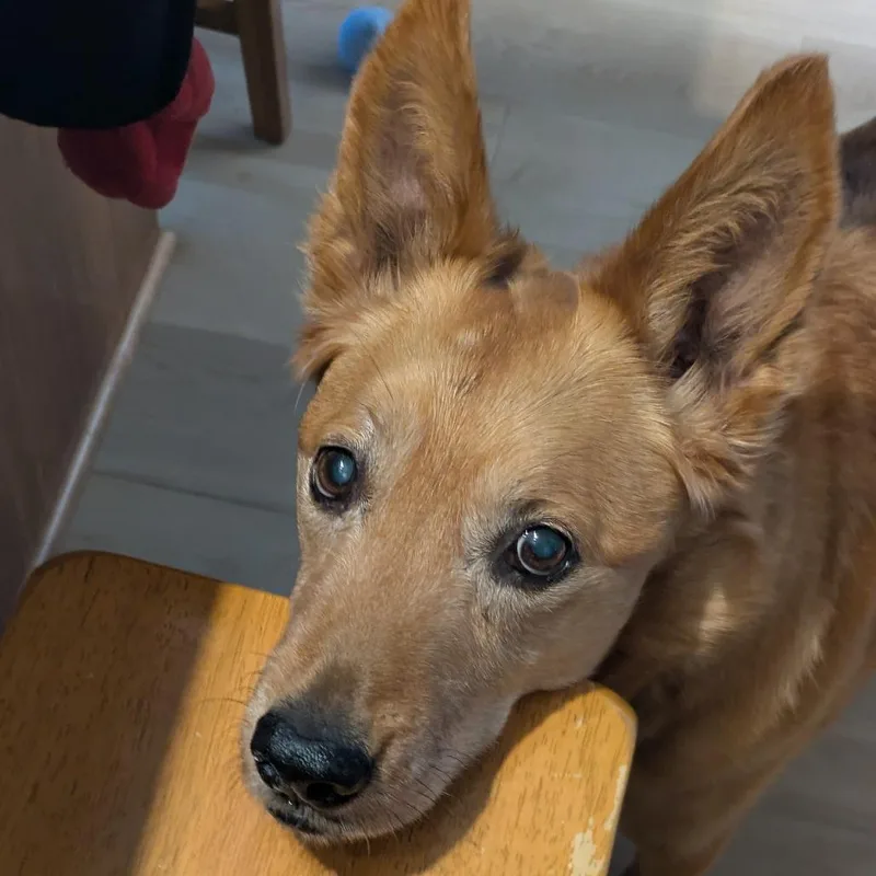 A senior medium-sized female Yellow / Tan / Blond / Fawn Mixed Breed dog named Leela for adoption in Saint Cloud, MN