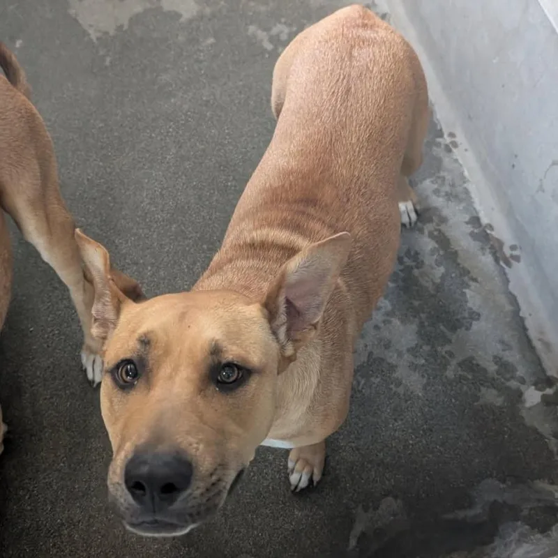 A young medium-sized female Yellow / Tan / Blond / Fawn Pit Bull Terrier dog named Leia A for adoption in Mission Hills, CA