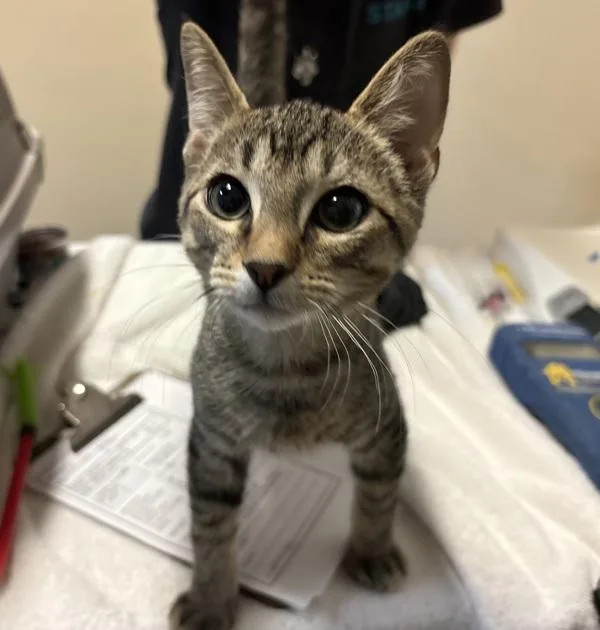 A baby medium-sized male Domestic Short Hair cat named Houston for adoption in Oceanside, CA