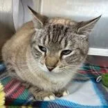 An adult medium-sized female Cream Point Domestic Short Hair cat named Tallahassee for adoption in Lansing, MI