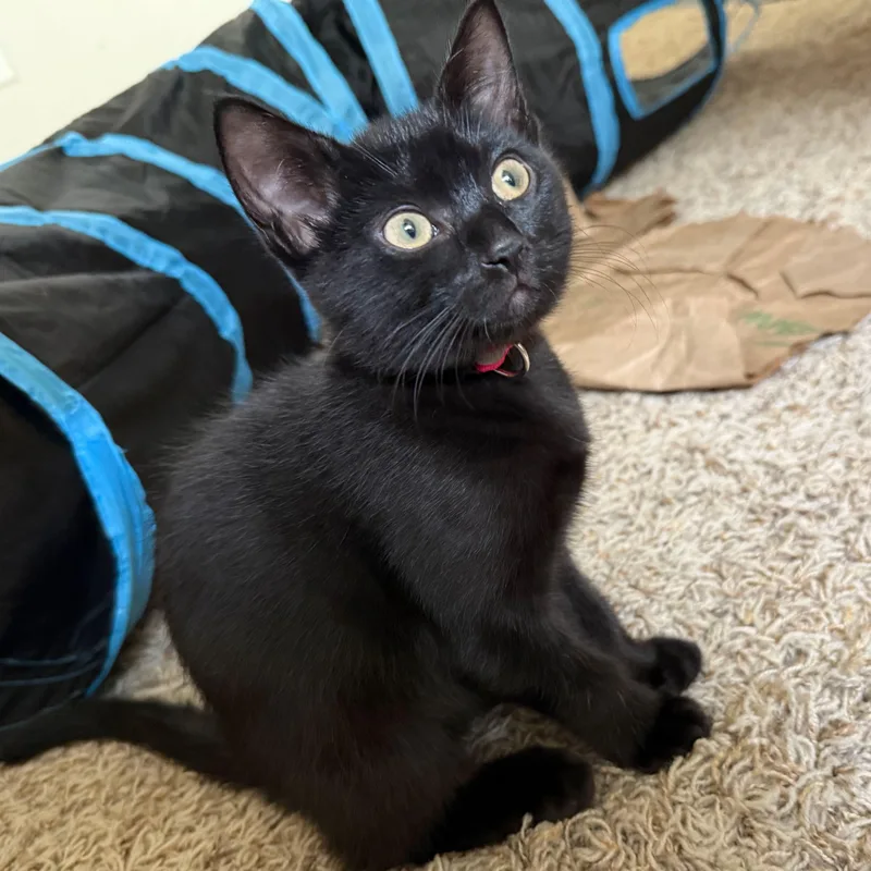 A baby medium-sized female Black Domestic Short Hair cat named Onyx for adoption in Renton , WA