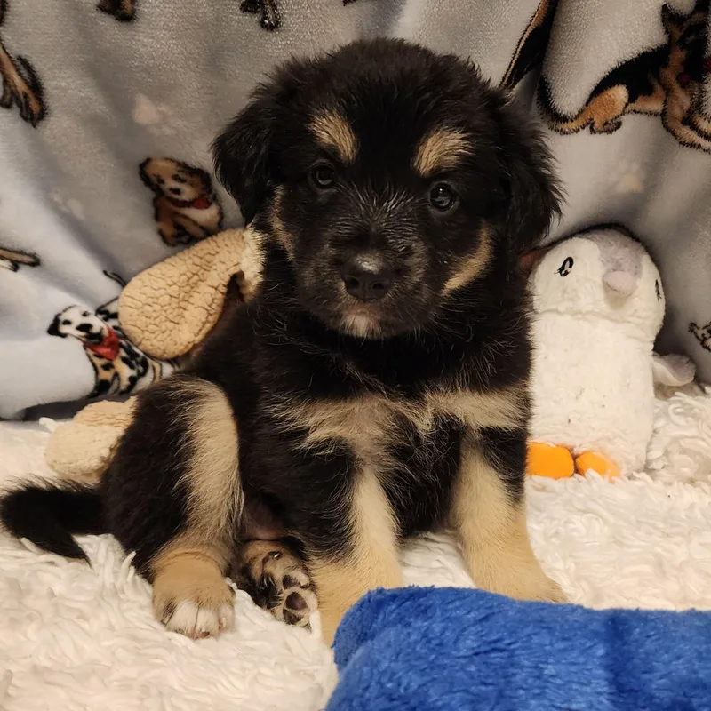 A baby medium-sized female Bicolor Shepherd dog named Mable for adoption in ALPINE, TX