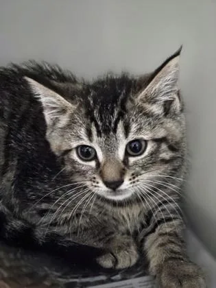 A young small-sized male Domestic Medium Hair cat named A Carlos Petsmart West for adoption in North Charleston, SC