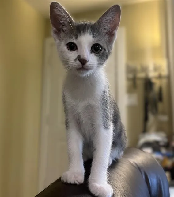 A baby small-sized male Domestic Short Hair cat named Kevin for adoption in Sacramento, CA