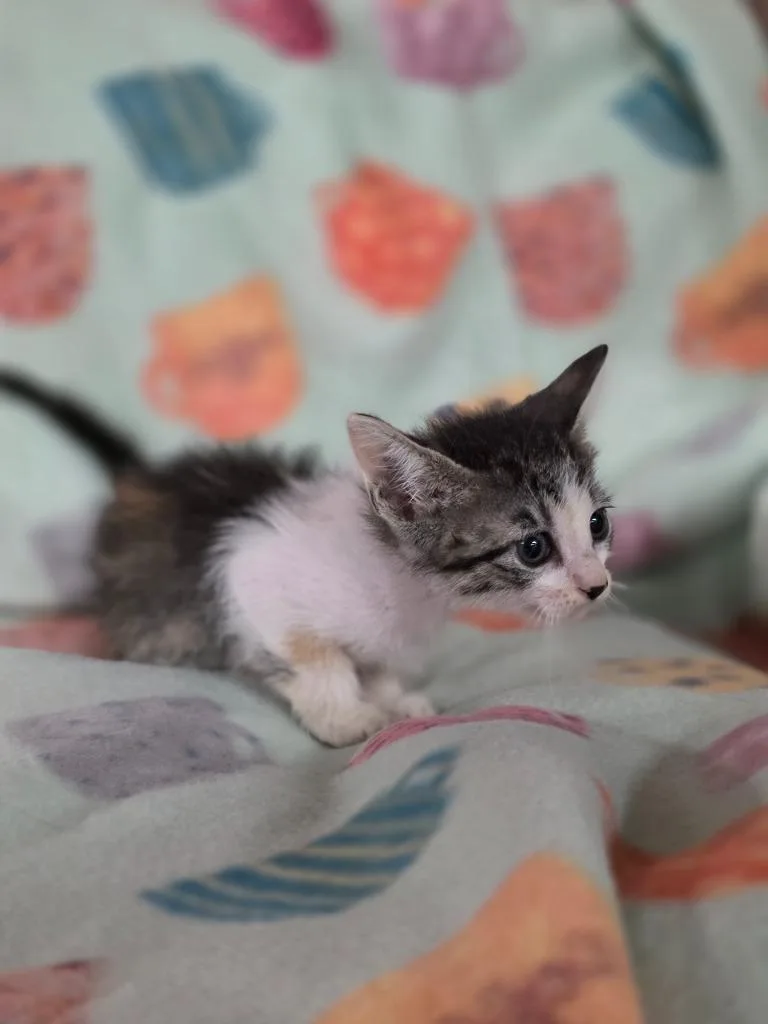 A baby small-sized female Domestic Medium Hair cat named Idril for adoption in Rockport, TX