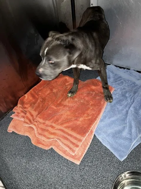 An adult medium-sized male Pit Bull Terrier dog named Kash for adoption in Dallas, TX