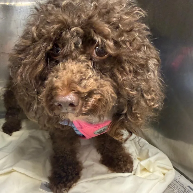 An adult small-sized female Pomeranian dog named Queen Nandi the Ruler for adoption in Waldorf, MD