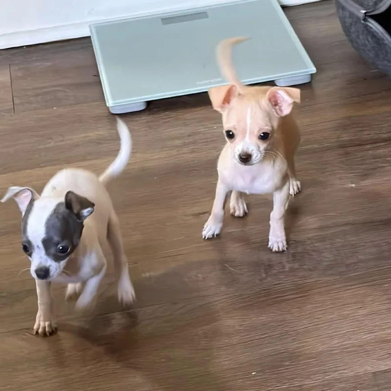 A baby small-sized female White / Cream Chihuahua dog named Maggie for adoption in Normal, IL