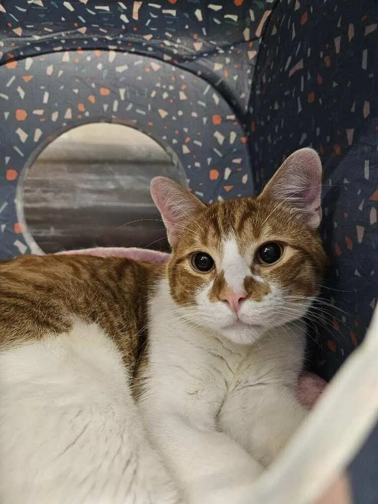 A young small-sized male Domestic Short Hair cat named Mango for adoption in Covington, LA