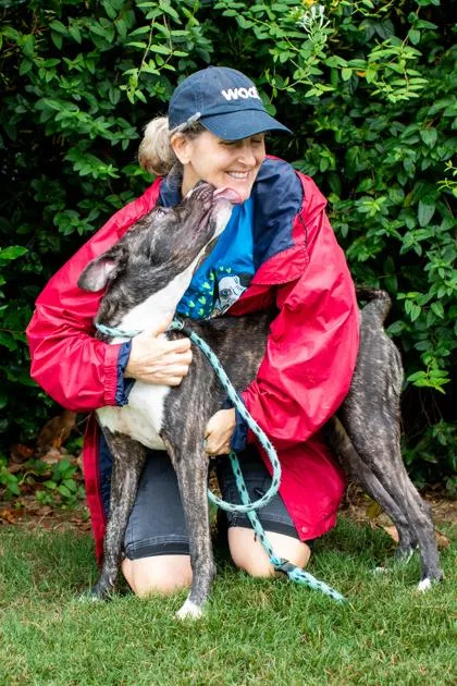 A young medium-sized male Mixed Breed dog named Yahoo for adoption in Atlanta, GA