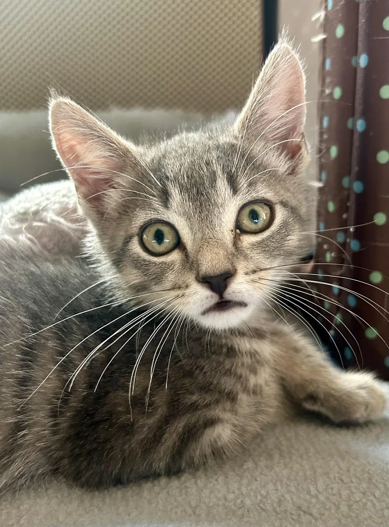 A baby medium-sized male Tabby (Gray / Blue / Silver) Domestic Short Hair cat named Footsie for adoption in Westfield, NJ