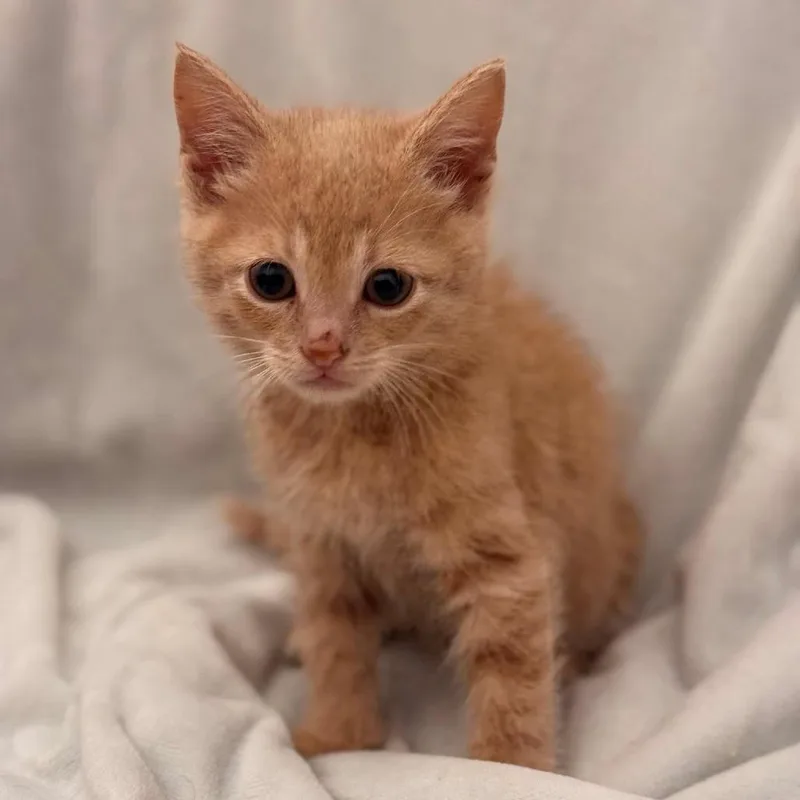 A baby small-sized male Orange / Red Domestic Short Hair cat named Fizzle for adoption in Forest Park, IL