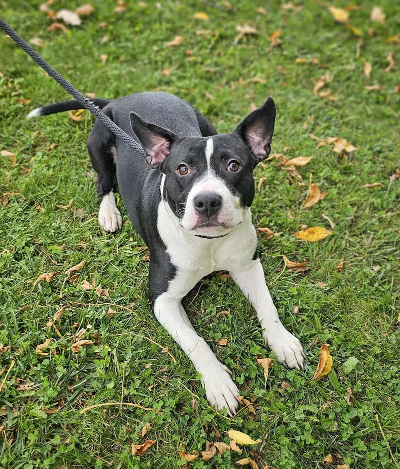 An adult medium-sized female Black Pit Bull Terrier dog named Patty for adoption in Bay City, MI