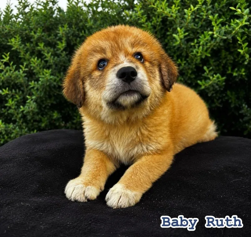 Baby Ruth  Dessert