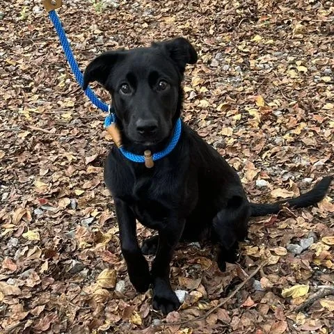 A baby medium-sized female Black German Shepherd Dog dog named Honeycomb for adoption in New Ringgold, PA
