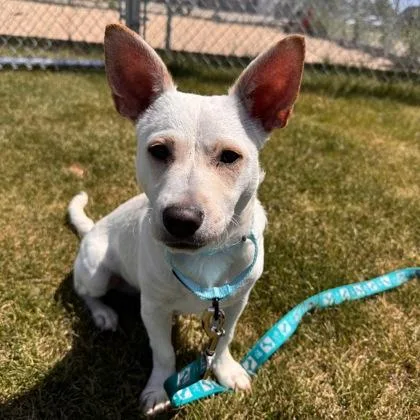 A young medium-sized male Mixed Breed dog named Salt for adoption in Janesville, WI