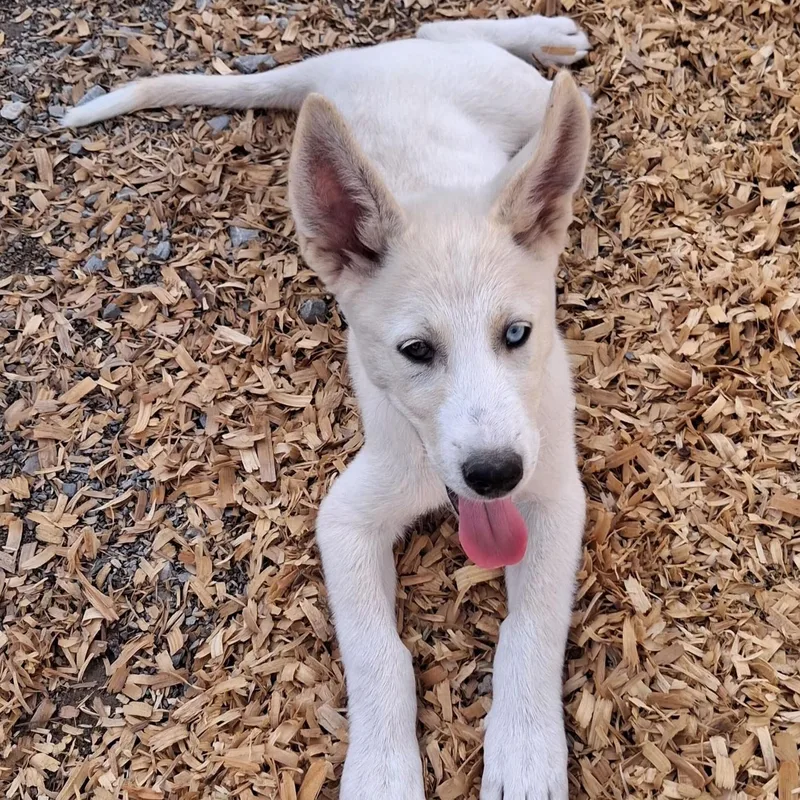 A baby medium-sized male White / Cream Husky dog named Thunder for adoption in Albany, NY