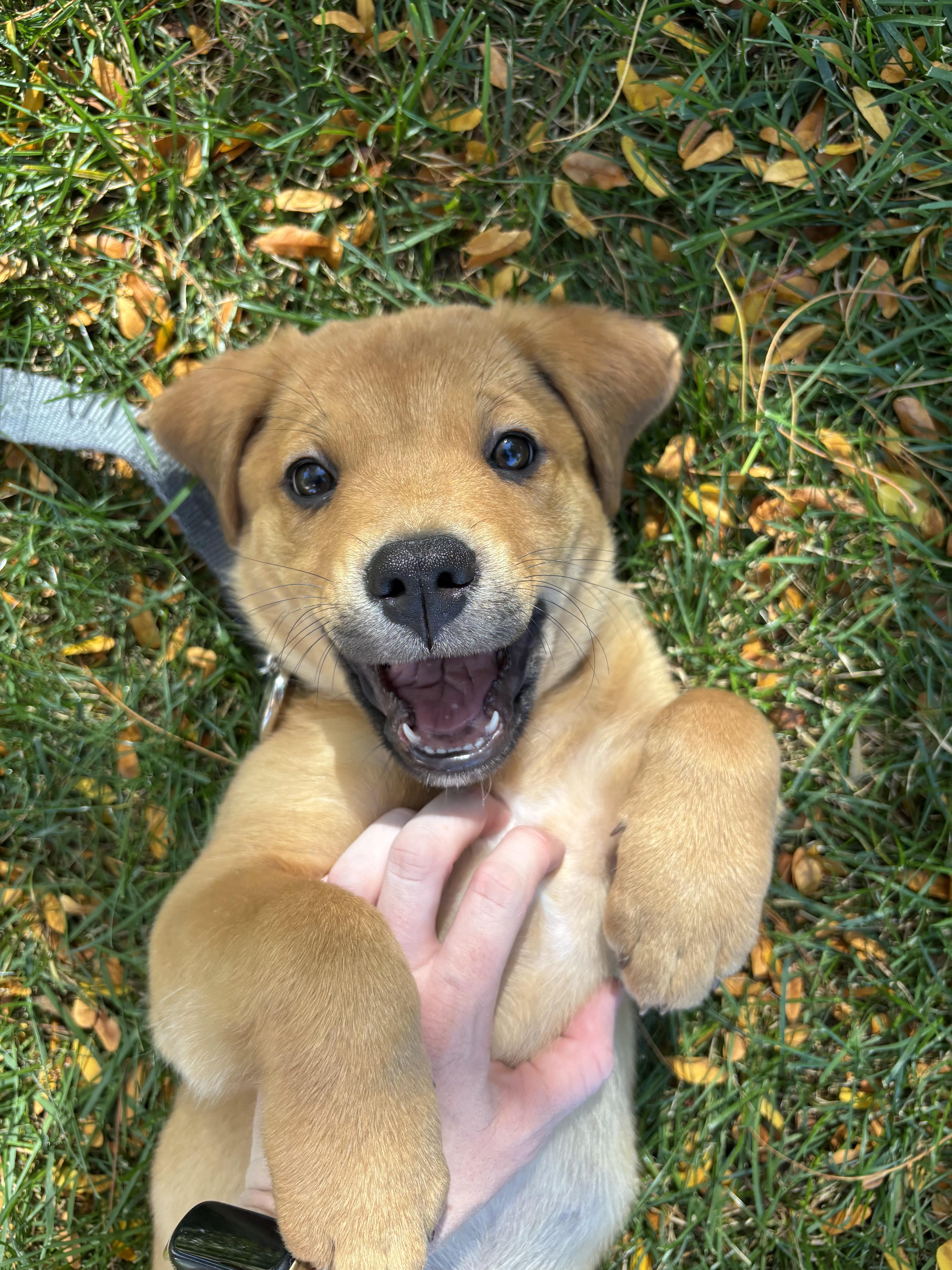 A baby medium-sized female Shepherd dog named Claire for adoption in Fort Collins, CO
