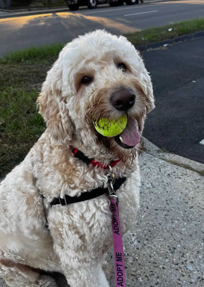 An adult large-sized male Goldendoodle dog named Duke for adoption in Norwalk, CT