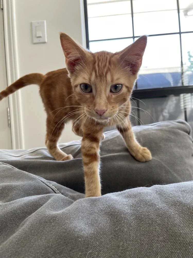 A baby small-sized male Orange / Red Tabby cat named Spalding for adoption in Dallas, TX