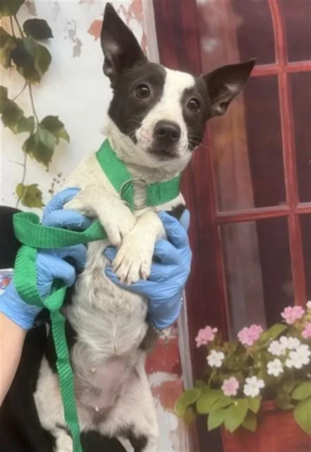 A young small-sized female Rat Terrier dog named Chiquita for adoption in San Bernardino, CA