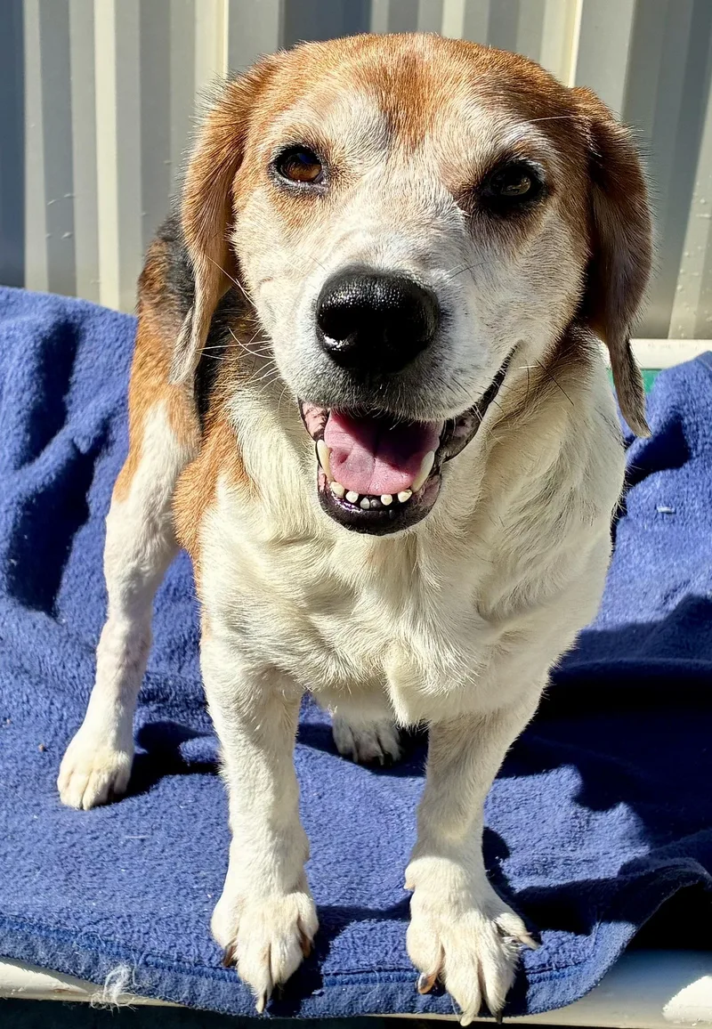 An adult medium-sized male Beagle dog named Duffy for adoption in Sandusky, MI